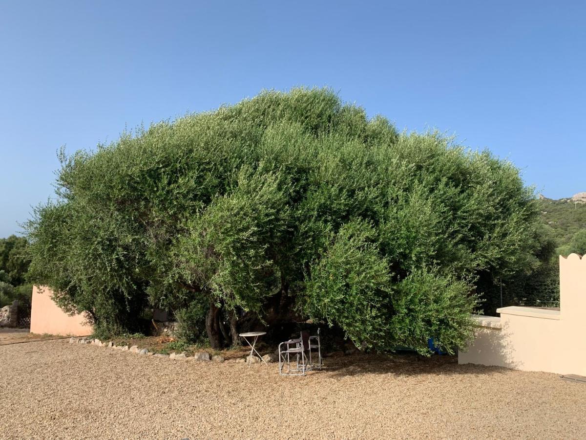 Stazzu Nuraghe Mannucciu Guest House Rena Majore Luaran gambar